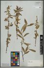 Foto von Salix alba L.